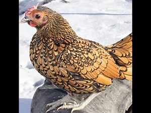 Golden Sebright British Bantam Breed