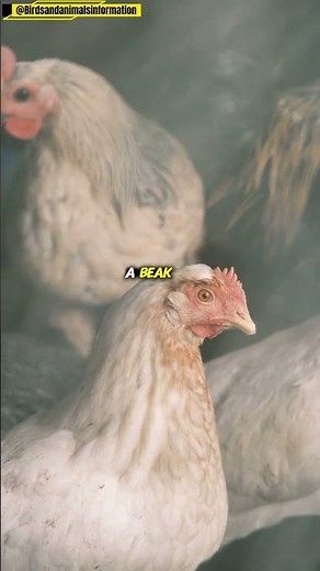 Amazing Hen Facts | Farm Bird Secrets 🐔
