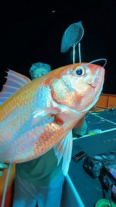 Mainline 30lb vs ruby snapper. | Ya Muhammad