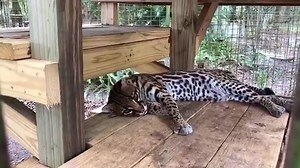 11K views · 82 shares | Big Cat Rescue Home Tour: Purr-fection Ocelot #BigCatRescue #BigCats #Ocelot #HomeTour #CaroleBaskin #Ocelot #TigerKing #Facts #Truth #BehindTheScenes | Big Cat Rescue | Facebook