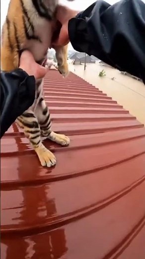 Baby Tiger Rescue 🐯 Trapped on Rooftop During Flood | Emotional Animal Rescue #rescuelife #rescuelov