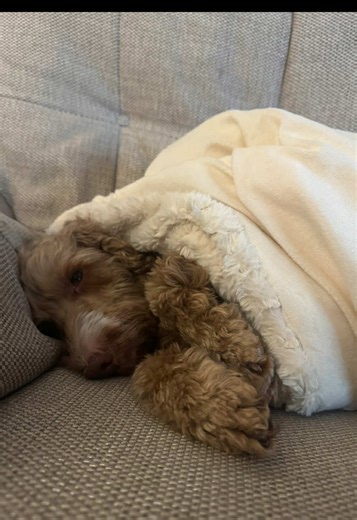 My favourite dinner of course 🌭🤍🐶. #cheekydogclub #cockapoo #fyp