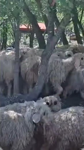 The sounds of goats and sheep and their bells