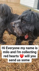Hi milo #dogs | Life of Cooper
