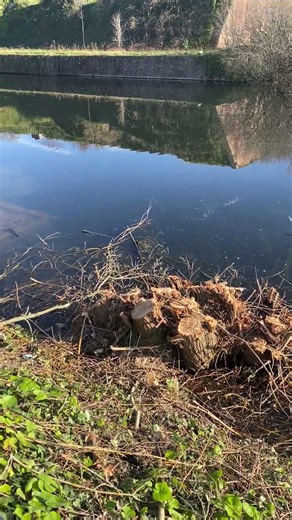Fort Brockhurst Moat.