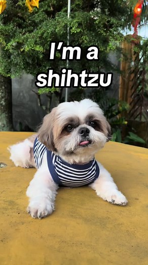 Funny Shih Tzu Bow Compilation