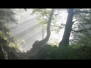 ASMR - ☀️Quiet spring morning... (soundscape)