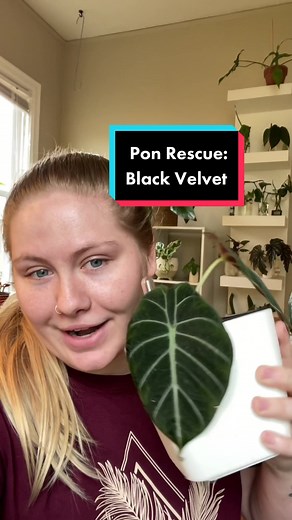 Growing Alocasia: Water Propagation Tips & Plant Care