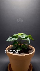 Watch me grow chocolate with HLG lights!