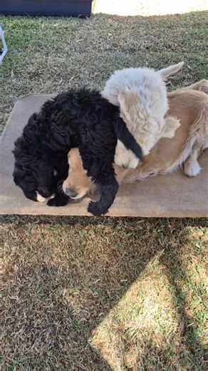 16 reactions | Playing with mum ❤️ | Lambley Groodles | Facebook