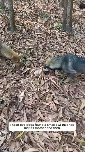 1.6M views · 10K reactions | These two dogs found a small owl that had lost his mother and then? #rescueowel #rescueanimals #rescueanimalslife #animals #dogs | Clips-Hub | Facebook