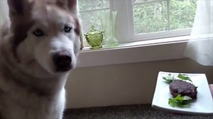 This dog eats better than I do. | Imgur