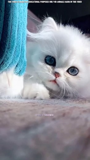 5.9K views · 10K reactions | Billi Palnay Kay Faiday珞❤️ #risetogreatness317 #cat #facts #pets #catshorts #catsfamily #animals #risetogreatness #viral #shorts #ai #automations #video | Grow-with-Cats | Facebook
