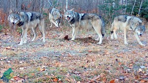 16K views · 1.2K reactions | Great look at what wolf pups can look...