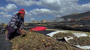 10K views · 172 reactions | MINAGRI fomenta el consumo de #maca en todas las regiones. Te invitamos al XIV Festival Internacional de la Maca, que se llevará a cabo el 14 y 15 de julio en el Parque de la Amistad, en el distrito de Surco. No te la pierdas y apoyemos a nuestros pequeños productores. #AgroSomosTodos | Ministerio de Desarrollo Agrario y Riego del Perú | Facebook