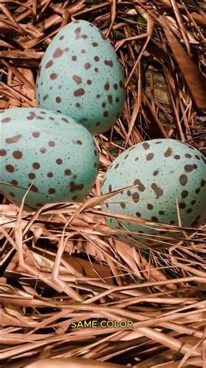 Cuckoo Bird: The Con Artist 🙄 #3danimation #3dfact #birdfacts