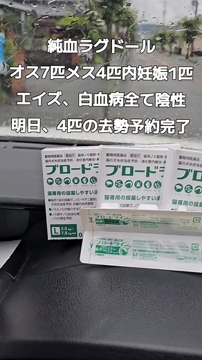 ラグドール11匹、捨て猫#悪徳ブリーダー #野良猫救助 #保護 #11 abandoned ragdoll cats #unscrupulous breeder #stray cat protection #rescue #CapCut