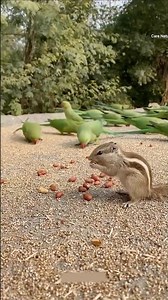 Squarriel food store|| #shorts#ytshorts