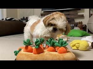 【シーズー】鼻ぺちゃすぎたwwwwwにんじん収穫祭🥕【犬Vlog】