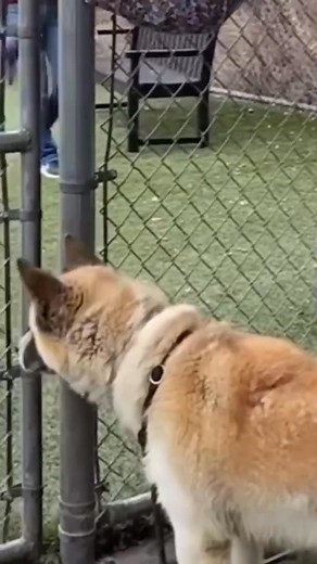 19 reactions | Hatchi is a handsome adult Akita/Siberian Husky mix...