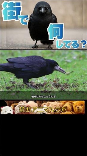 カラスが街で起こしている知られざる行動の理由 #amazinganimals #カラス