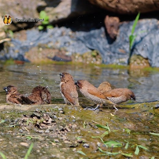 158K views · 8.6K reactions | The Spotted owlet It looks really peaceful for all the birds. | Review Bird Nest | Facebook