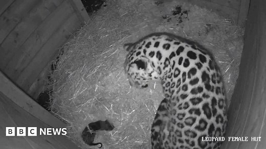 'Huge milestone' as rare leopard cub born at Dartmoor Zoo