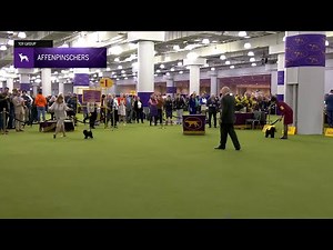 Affenpinscher | Breeding Judging 2025