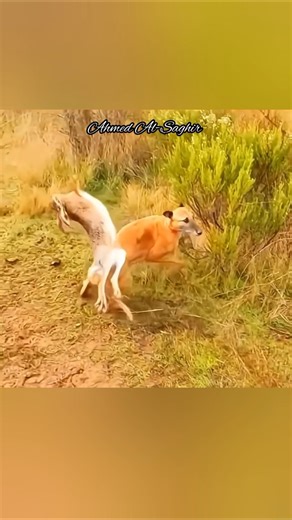 مهاره الارنب في السرعه والمراوغه-The rabbit's skill lies in speed and agility. 💣👍