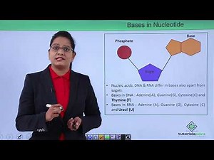 Class10th – Nitrogenous Bases | Biomolecules - Nucleic Acid | Tutorials Point