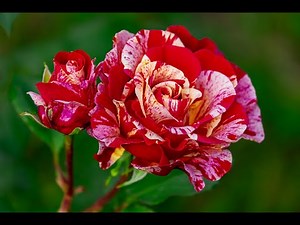 Beautiful Rose Garden 🌹 | Relaxing Nature Video in 4K UHD