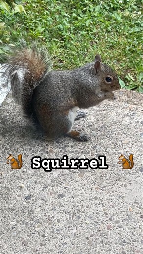 Baby Squirrel Juvenile #squirrel #rodents #cute
