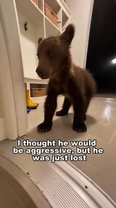 #wildlife #animals | Swag quotes