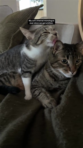 Funny Cat Thoughts: What Your Kitten Might Be Thinking