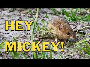 Meadow Jumping Mouse - Paul Bunyan State Forest