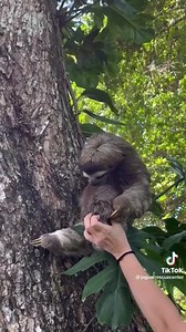 Amazing efforts by Jaguar Rescue Center to reunite Mum and baby sloth 🦥💛✨ It reminded us of a certain page in #FindYourHappyBook by Emily Coxhead 🌈 https://booklink.walker.co.uk/find-your-happy/ | The Happy Newspaper