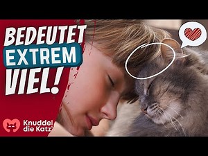 13 Dinge, die Deiner Katze EXTREM viel bedeuten!