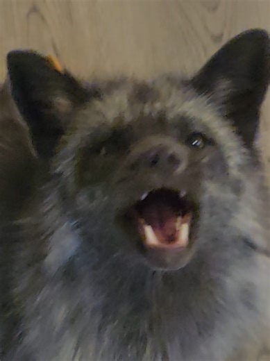 Improving My Catching Skills with Fun Techniques