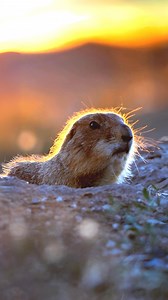 35K views · 343 reactions | Prairie Dog  The Truth Behind Their Screams! | 1 Minute Animals Explore the world of prairie dogs and uncover the intriguing reasons behind their distinctive screams, a key element in their complex social structure and survival tactics. #PrairieDog #AnimalCommunication #WildlifeBehavior #PrairieLife #ScreamingSecrets | 1 Minute Animals | Facebook