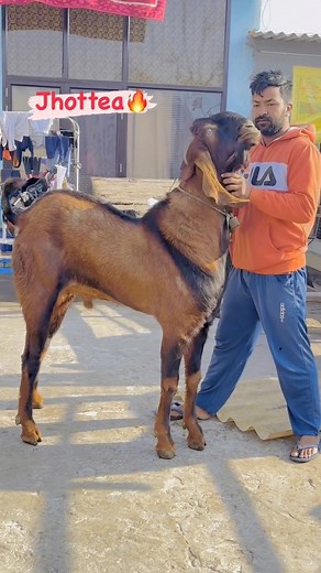 2.6K views · 100 reactions | #goatfeeding #goatfarmer #goatfarmingbusinessinindia #goatgang #viralreels #viralinstagram #viralvideos #viral #trending #trendingreels #goats #goatfarmingindia | Bawa Goat Farm - BGF | Facebook