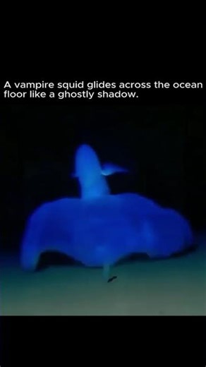 The vampire squid