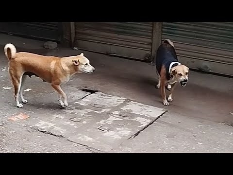 Street Dogs Territorial Dispute | Growling and Barking Naturally 😎