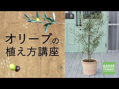 【植木鉢専門店バージ】オリーブの植え方講座