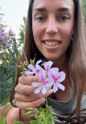 Enhance Your Garden with Citronella Plants This Year