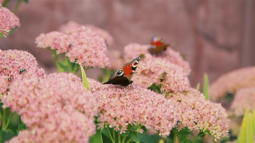 How weather can make it difficult for insects to pollinate our plants