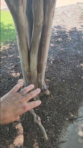 The #1 Tree Planting Mistake: Burying the Root Flare