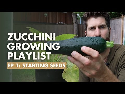 (Ep1) How to start Zucchini seeds indoors - Zucchini Growing Guide