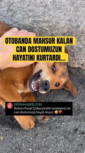 Saved the life of a dog stranded on the highway 🥹 #dog #explore #news #kindness