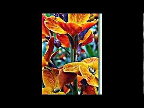 Goldlack, Gelbveigel