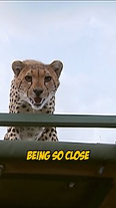 895K views · 10K reactions | ‍♂️ It's International Cheetah Day! ...